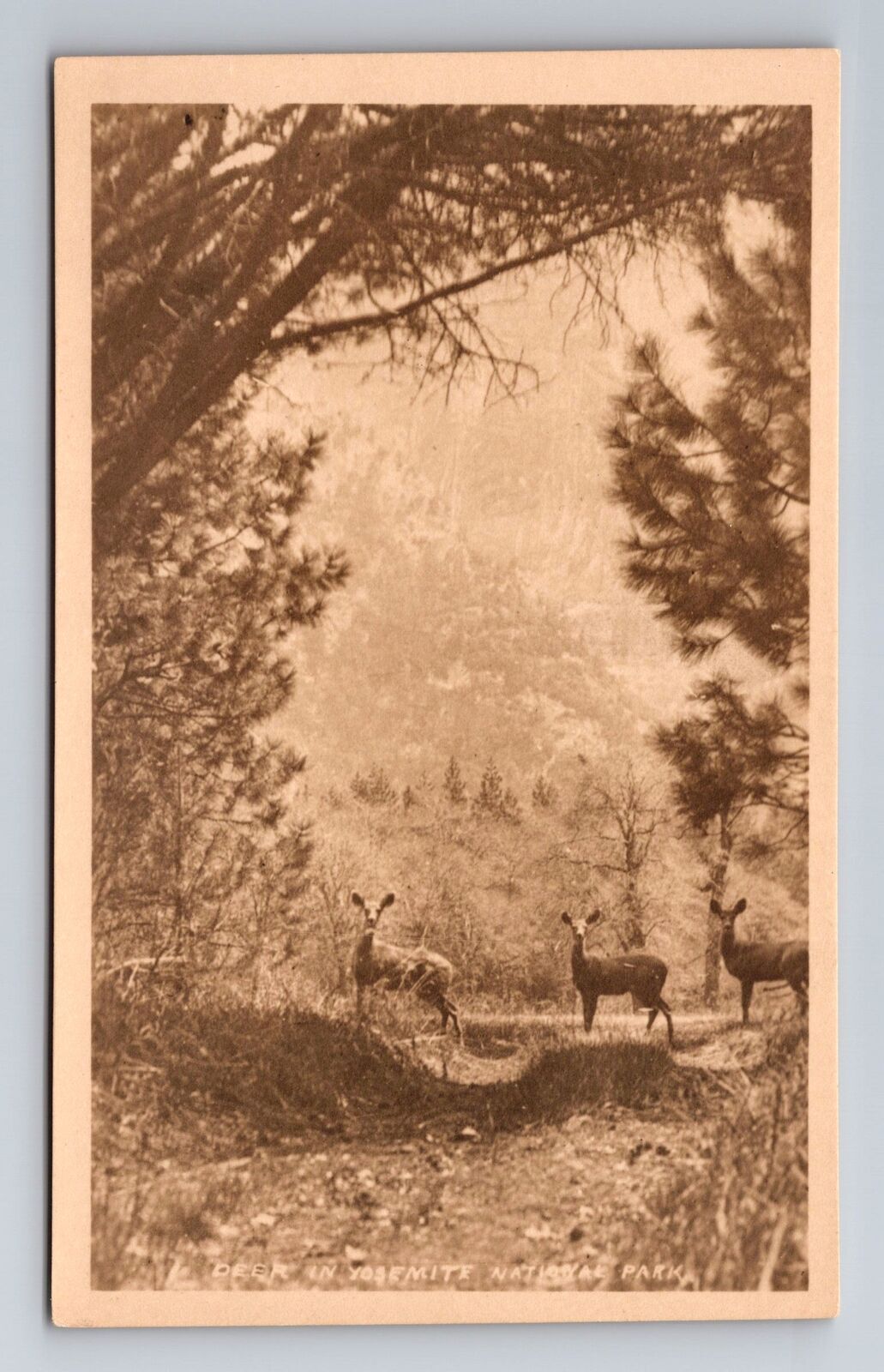 Yosemite National Park CA-California, Deer in Park, Vintage Souvenir Postcard