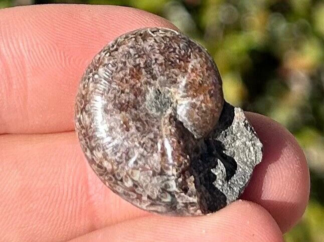 NICE Russia Fossil Ammonite Cretaceous Age Russian Fossils