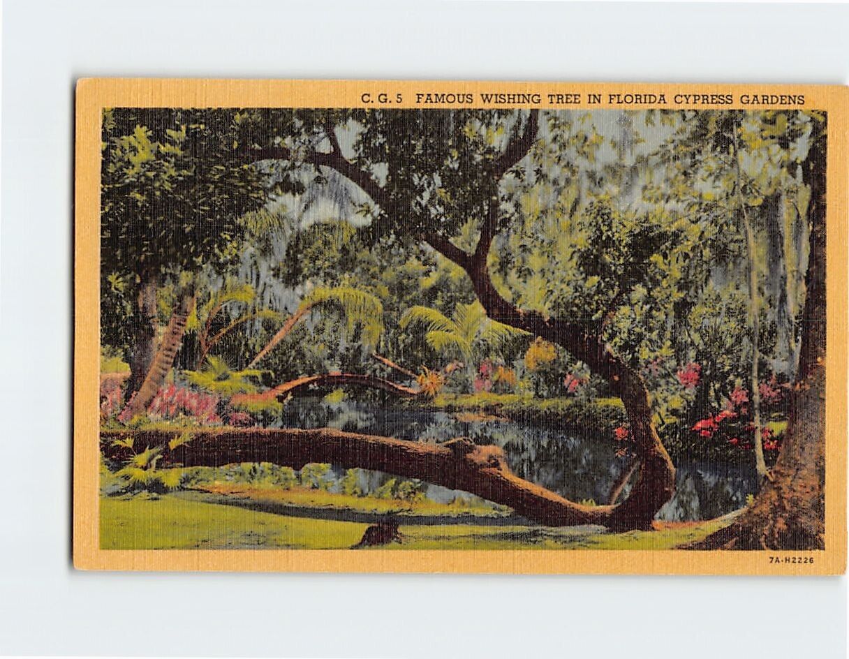 Postcard Famous Wishing Tree in Florida Cypress Gardens USA North America