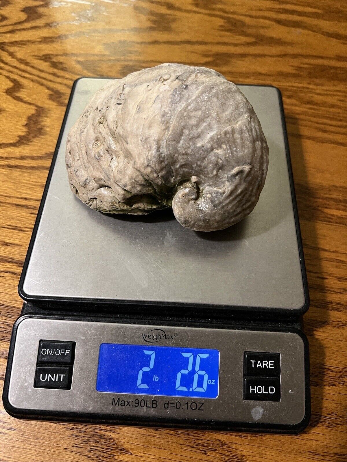 Large Cretaceous Period Oyster Fossil From North Mississippi