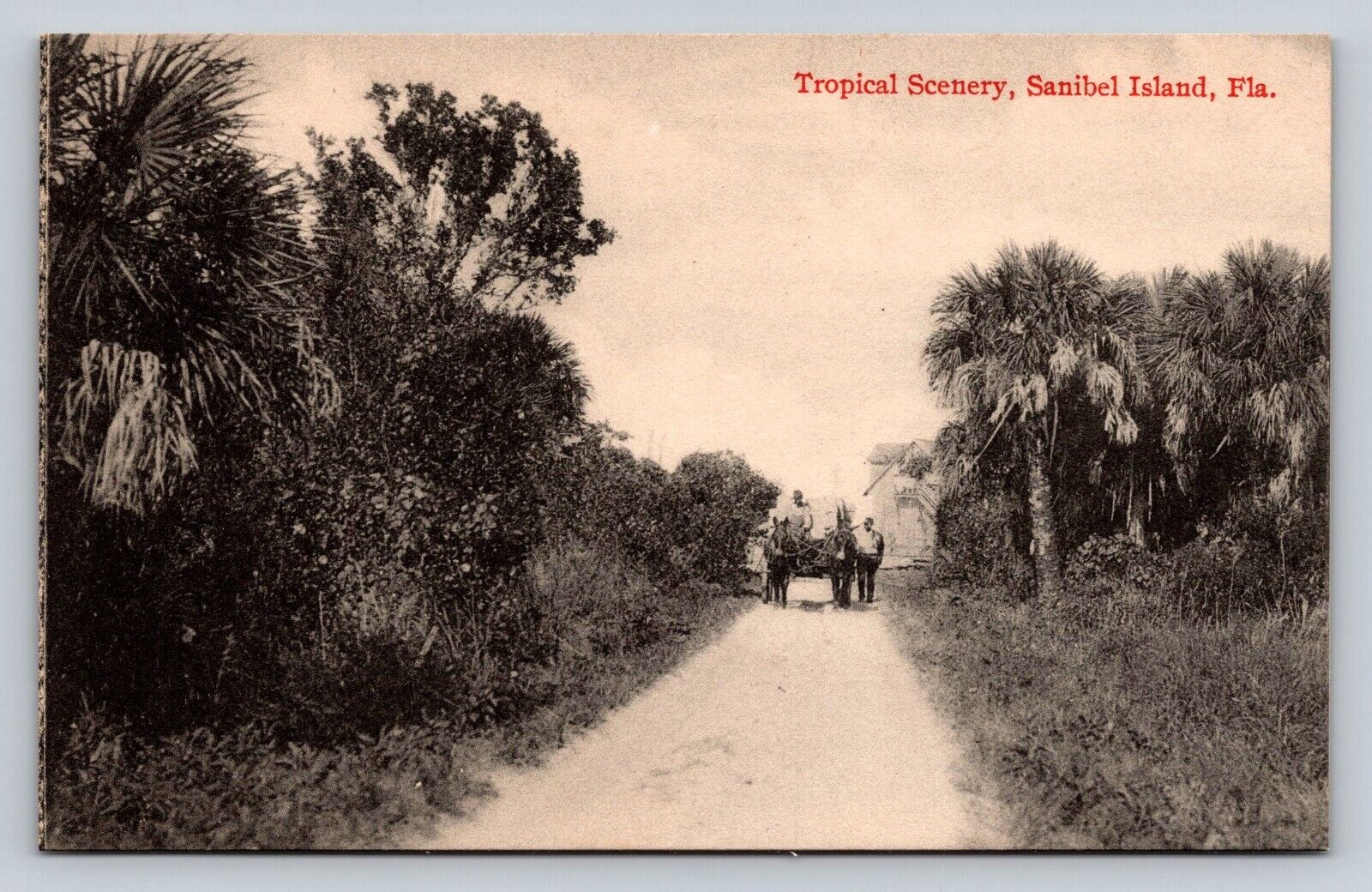 c1910 PC Dirt Road Men Horse Drawn Buggy Tropical Scenery Sanibel Island Florida