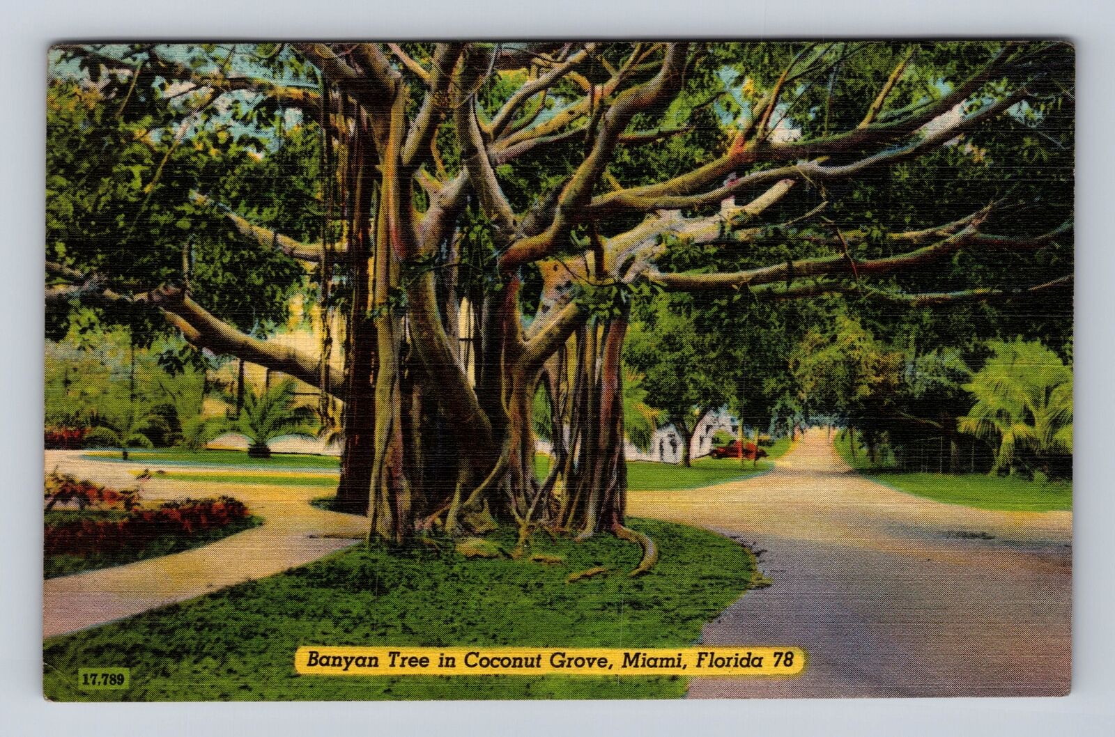 Miami FL-Florida, Banyan Tree In Coconut Grove, Antique, Vintage c1949 Postcard