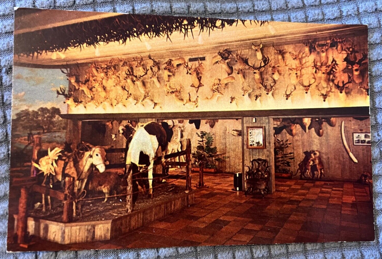 Vintage Postcard - Buckhorn Hall of Horns at Lone Star Brewing in San Antonio TX