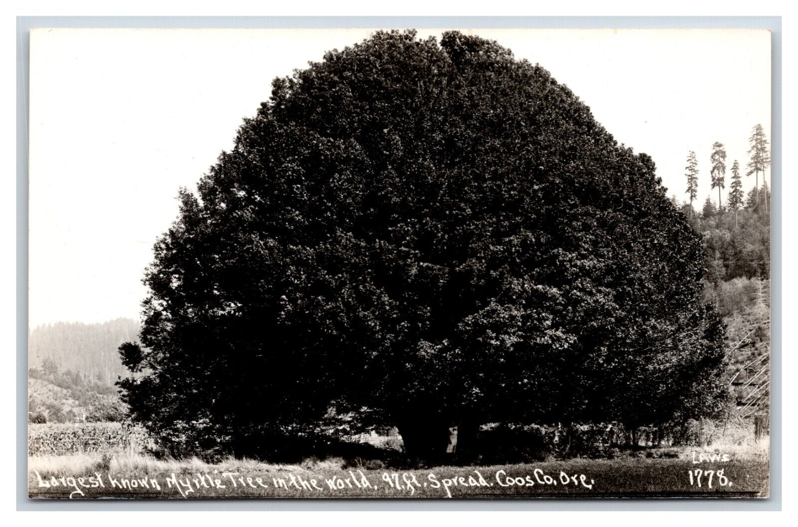 RPPC Largest Myrtle Tree Coos County Oregon OR UNP Laws Photo #1778 Postcard W10