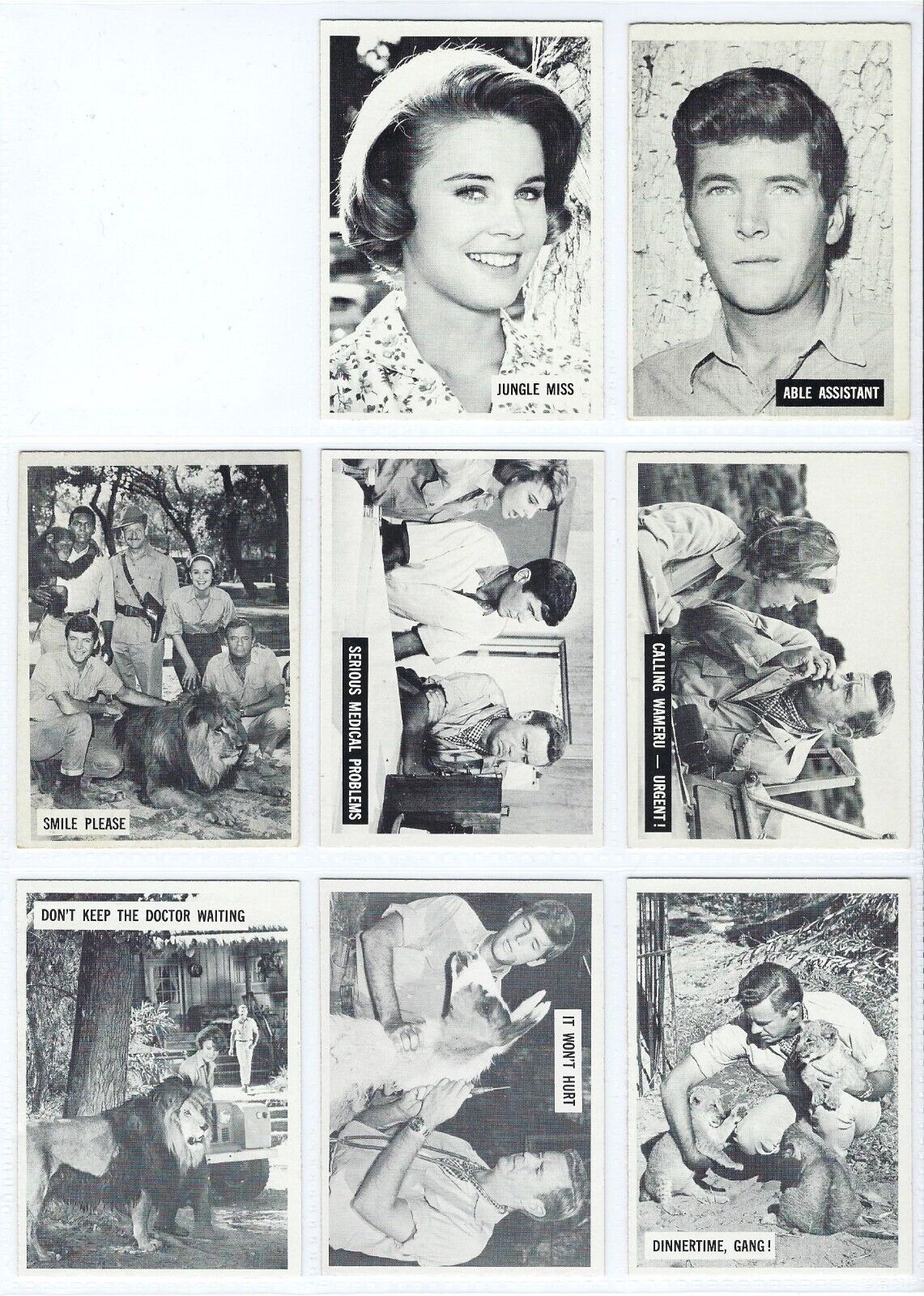 1966 Philadelphia Daktari Near Complete Starter Set 63 of 66 Cards NM