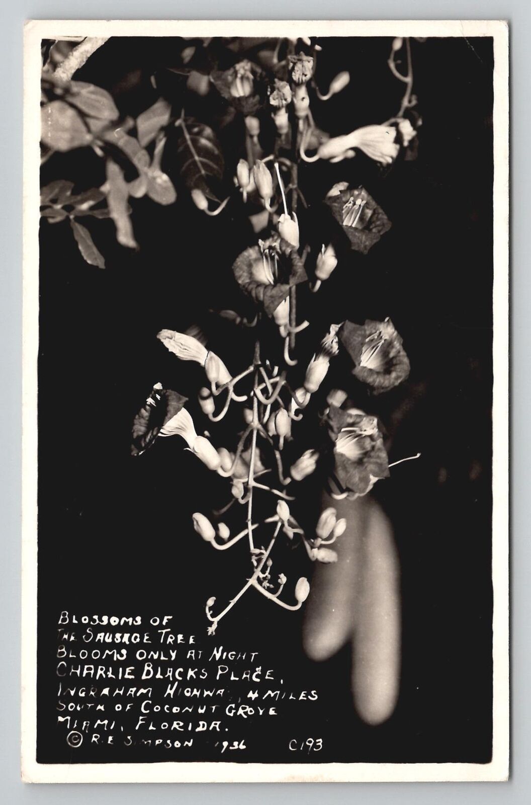 Postcard Sausage Tree Blooms Kigelia Pinnata RPPC Rare Night Photo 1936 Simpson