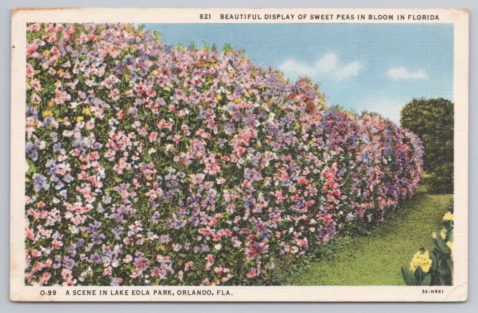 Postcard FL Beautiful Display of Sweet Peas in Bloom Linen Vintage PC 0770