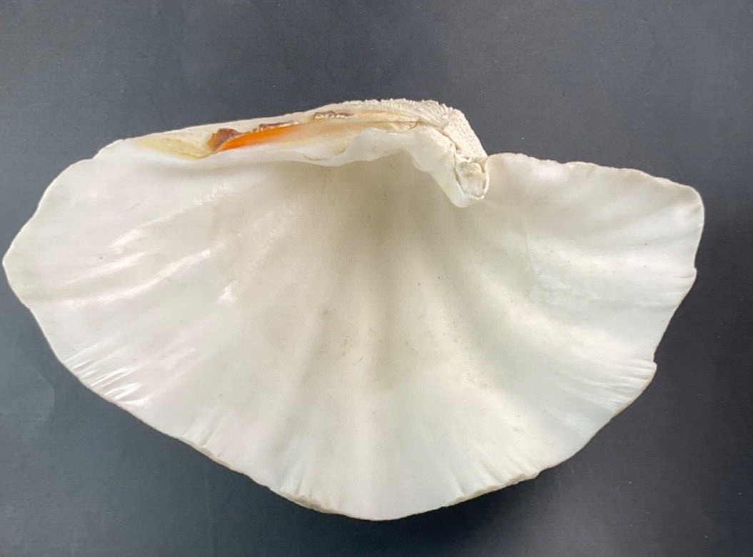 Genuine Ocean Giant Clam Shell Real Natural 10.5” X 7” Nautical Beach Decor