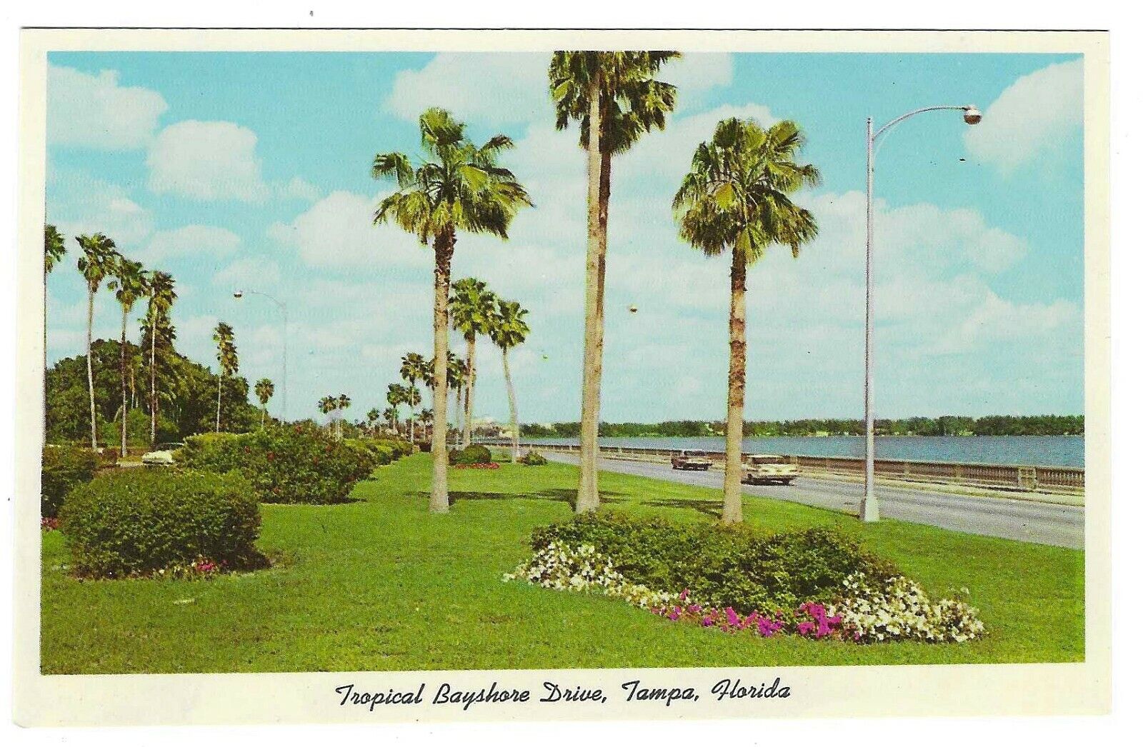 Vintage Florida Chrome Postcard Tampa Tropical Bayshore Drive