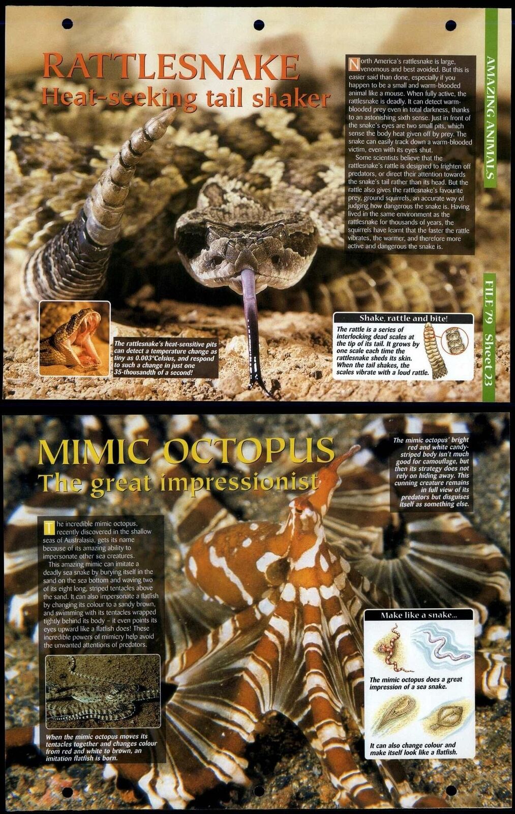 Rattlesnake / Mimic Octopus #23 Amazing Animals, Animals, Animals Fact File Page