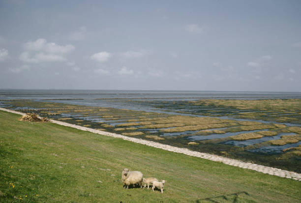 Romo Island In Denmark Sheep Graze On Grassland Beside An Area Of - Old Photo