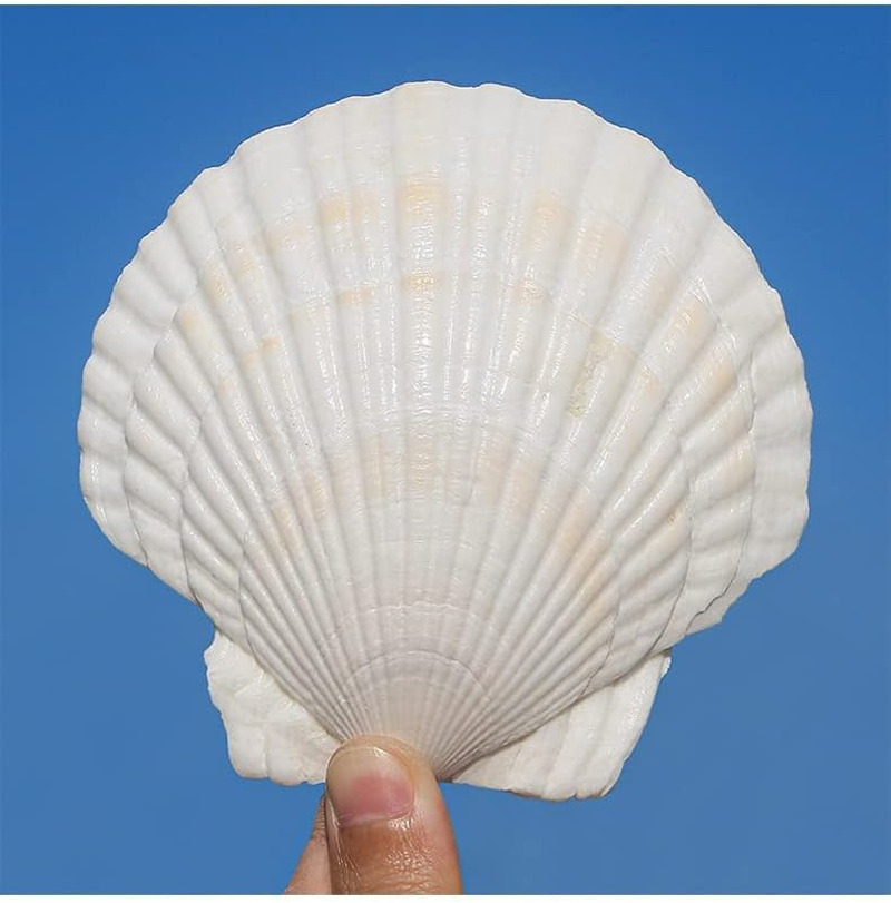 QICQDRAM 6PCS Large Scallop Shells Crafts 4\'\'-5\'\' Large Shells Decoration, for B