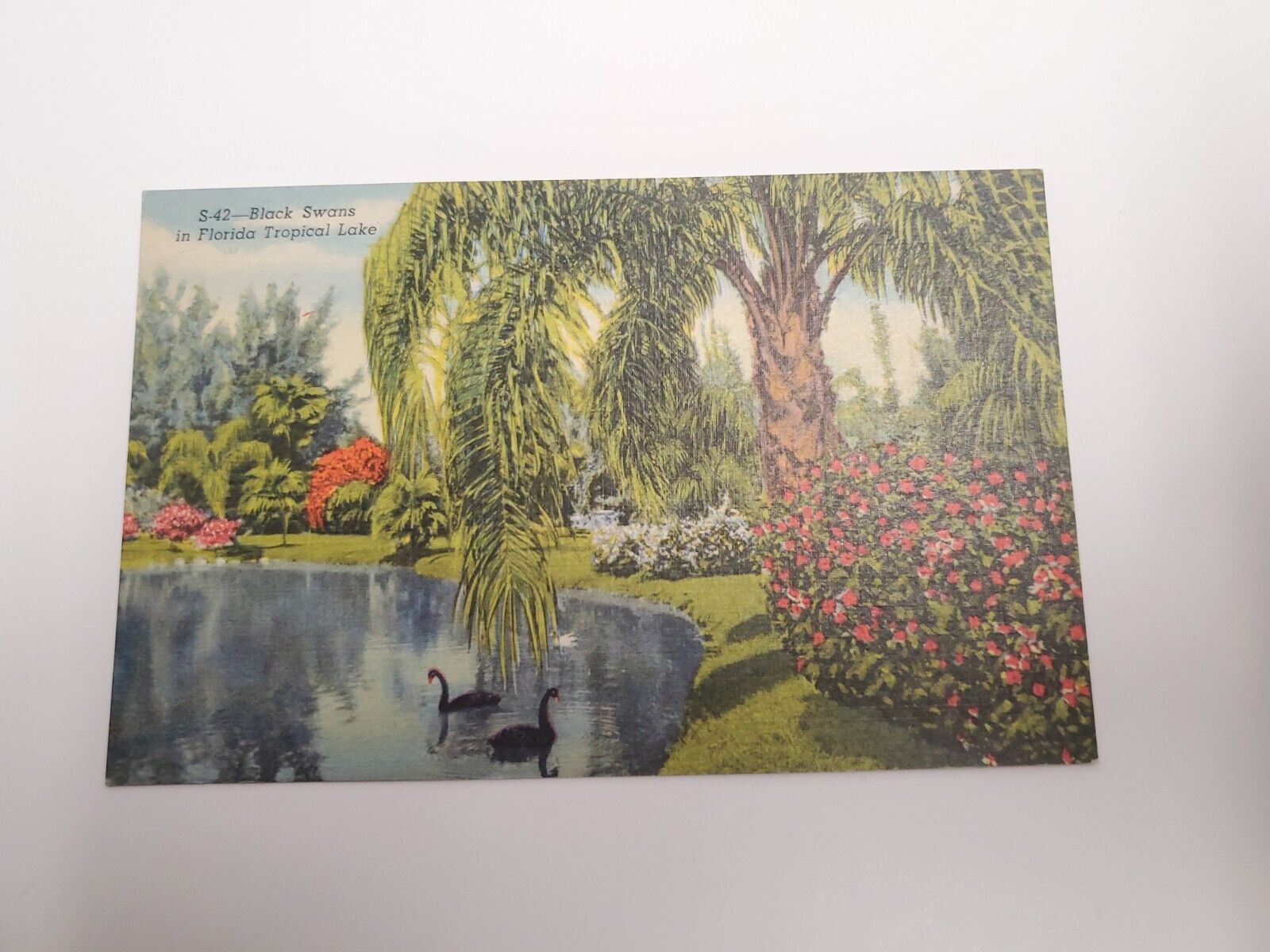 Vintage Post Card Black Swans In Florida Tropical Lake C84