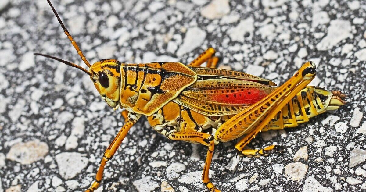A Pair Of Lubber Grasshopper Adults-Adults Educational Pet
