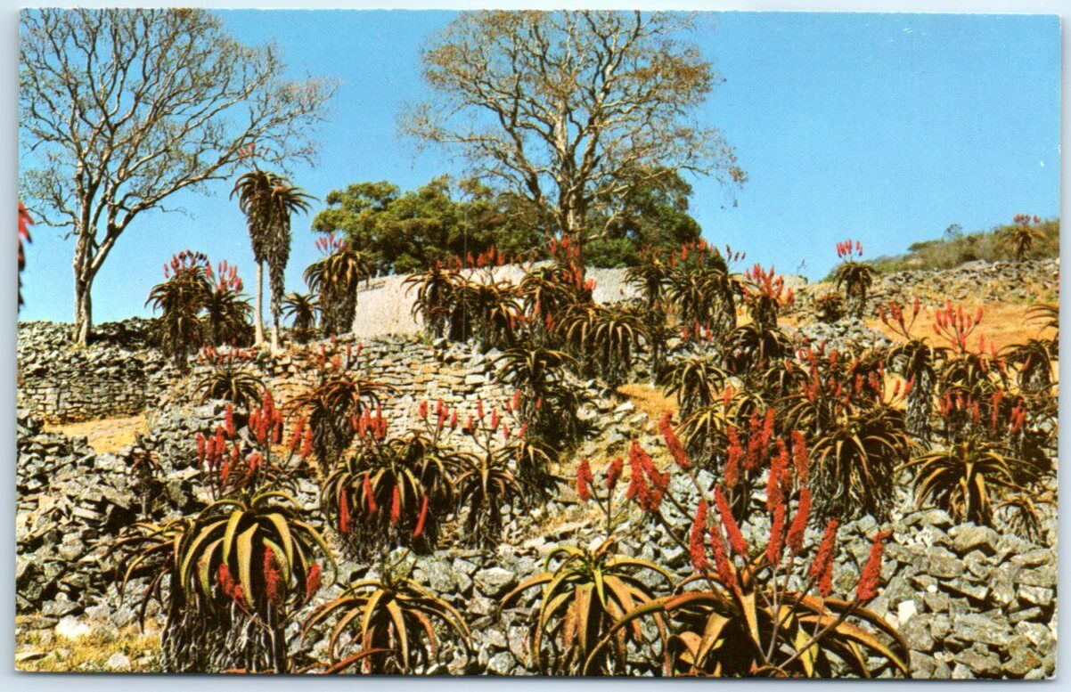 Postcard - The Valley of Ruins with Aloe Excelsa in Full Flower