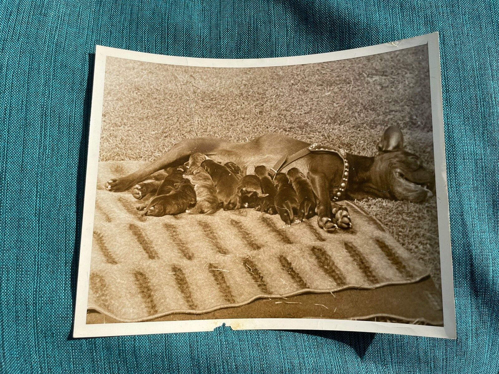 Lämmle 1900/20 Photo Collection Boxer With Puppies