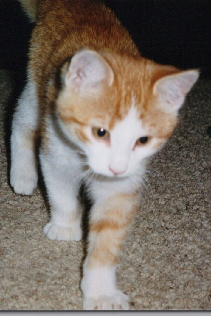 3J Photograph Cute Sweet Adorable Beloved Orange Kitty Cat Photogenic Close Up 