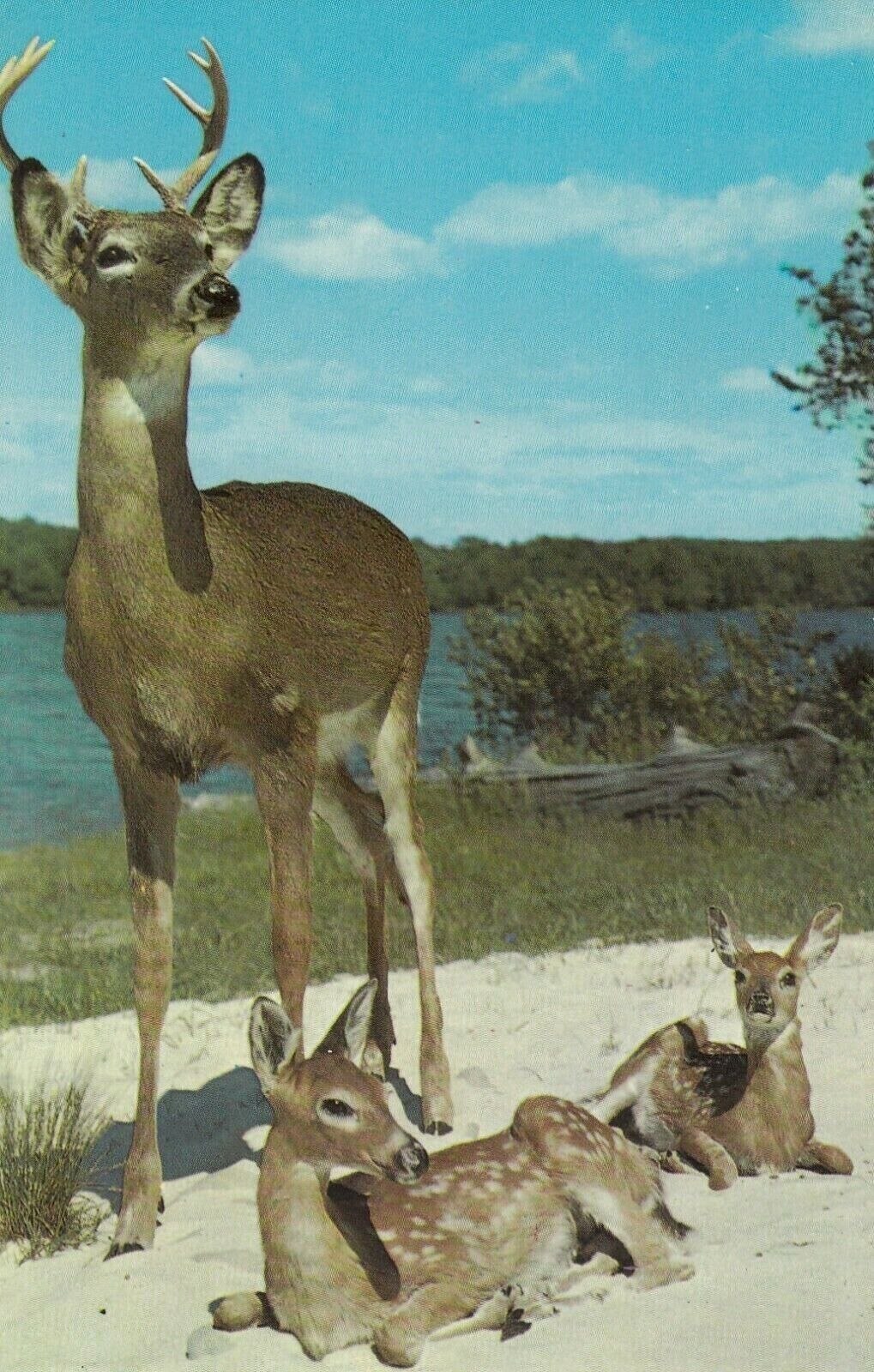Vintage Deer Postcard  BUCK AND TWO YOUNG SONS FAWNS  UNPOSTED CHROME