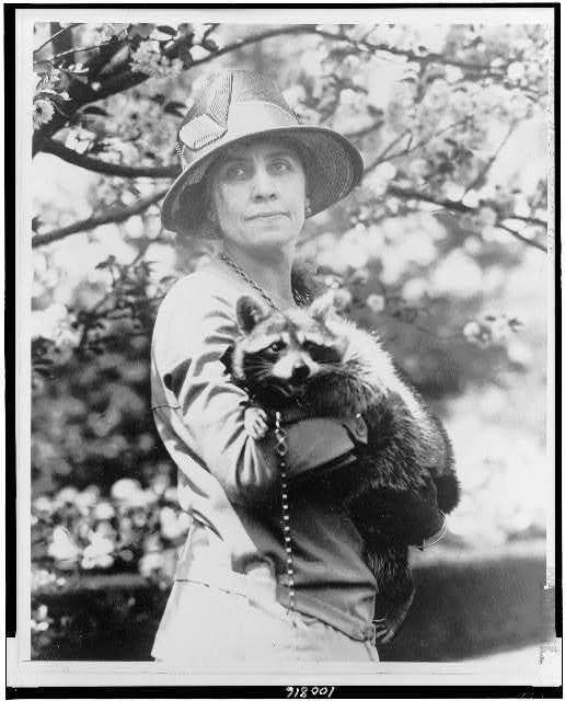 Mrs. Calvin Coolidge,holding her pet raccoon,Grace Goodhue Coolidge,c1922