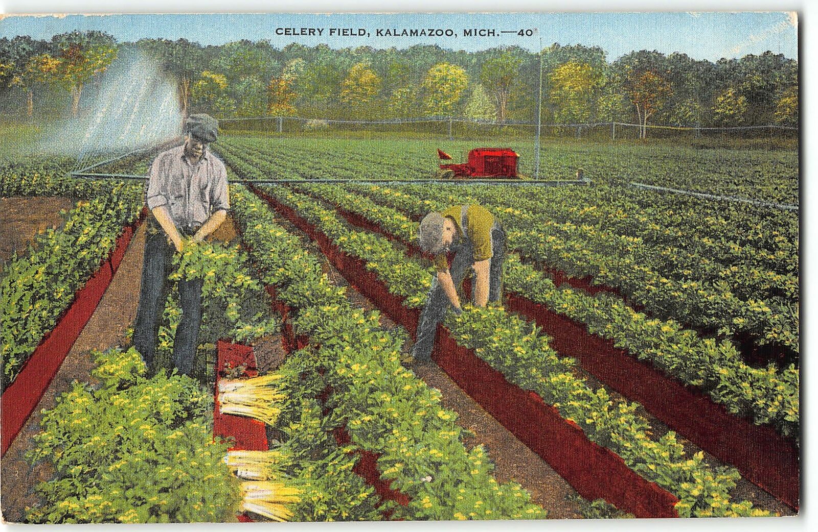 Kalamazoo, Michigan - Farmers working in Celery Field - 1940s Linen Postcard