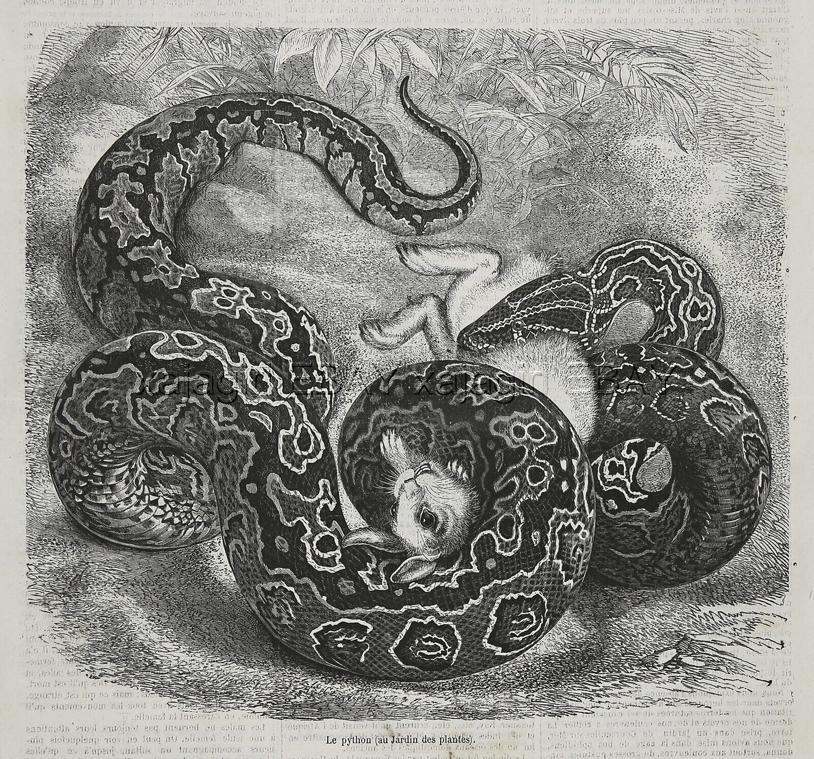 Snake Python Vs Rabbit at Zoo Paris France, Large 1870s Antique Engraving Print