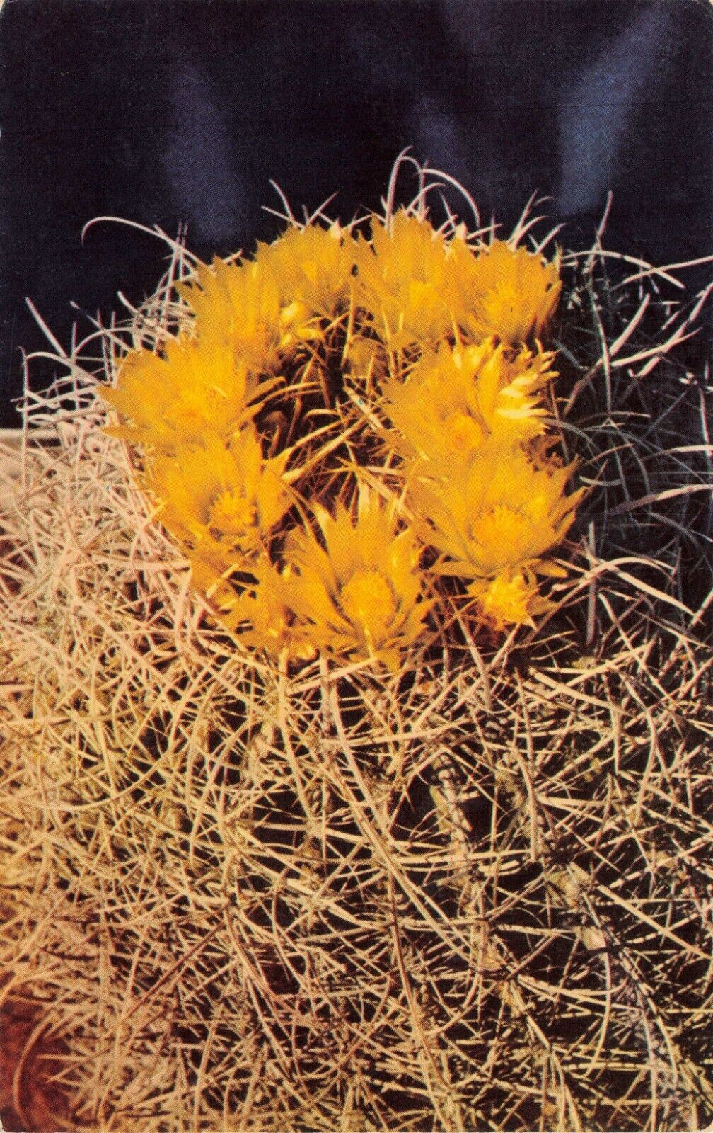 Barrel Cactus Blooming California Desert Vintage Postcard Unposted