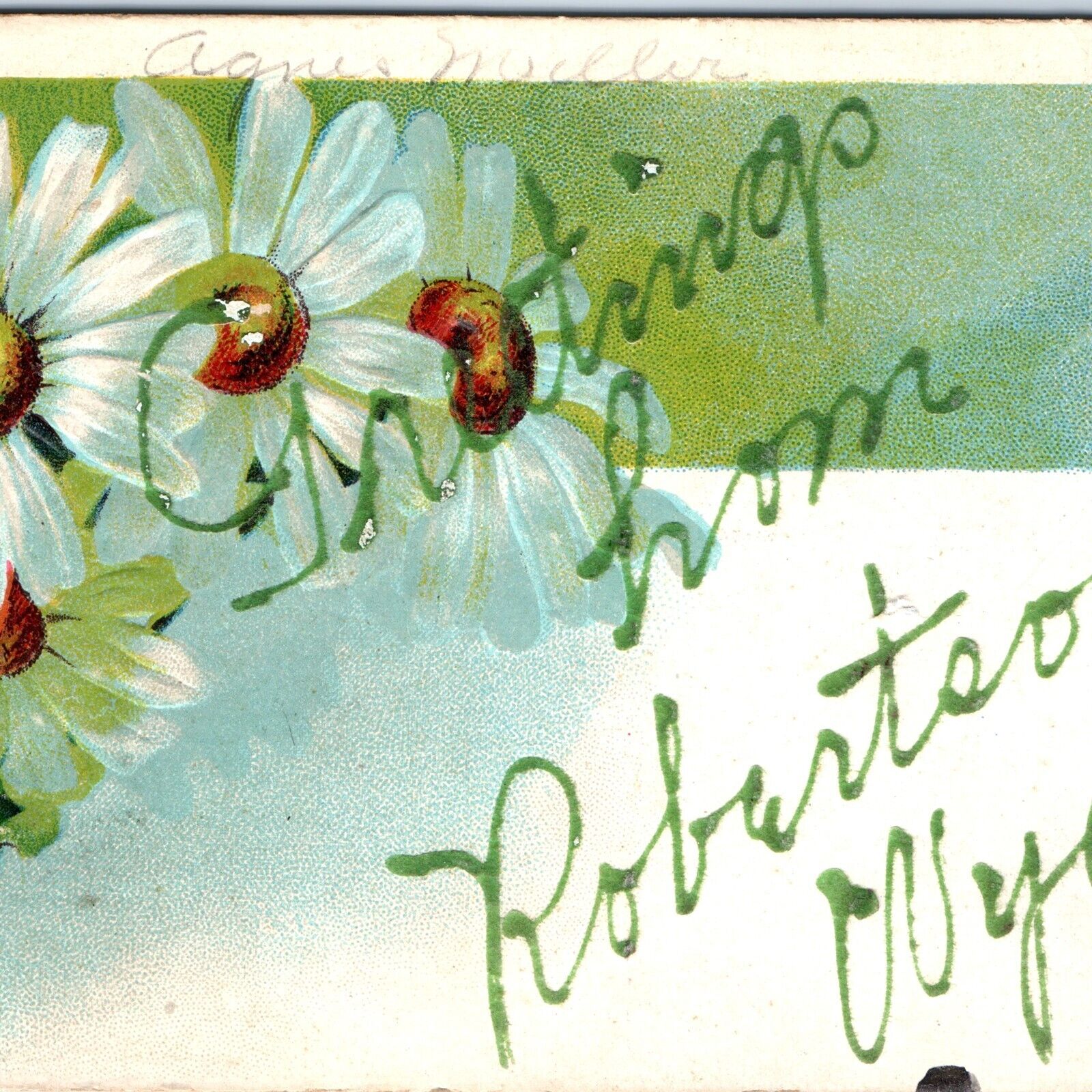 c1910s Robertson, WY Greetings From Green Pen Daisy Flower Postcard Wyo A116