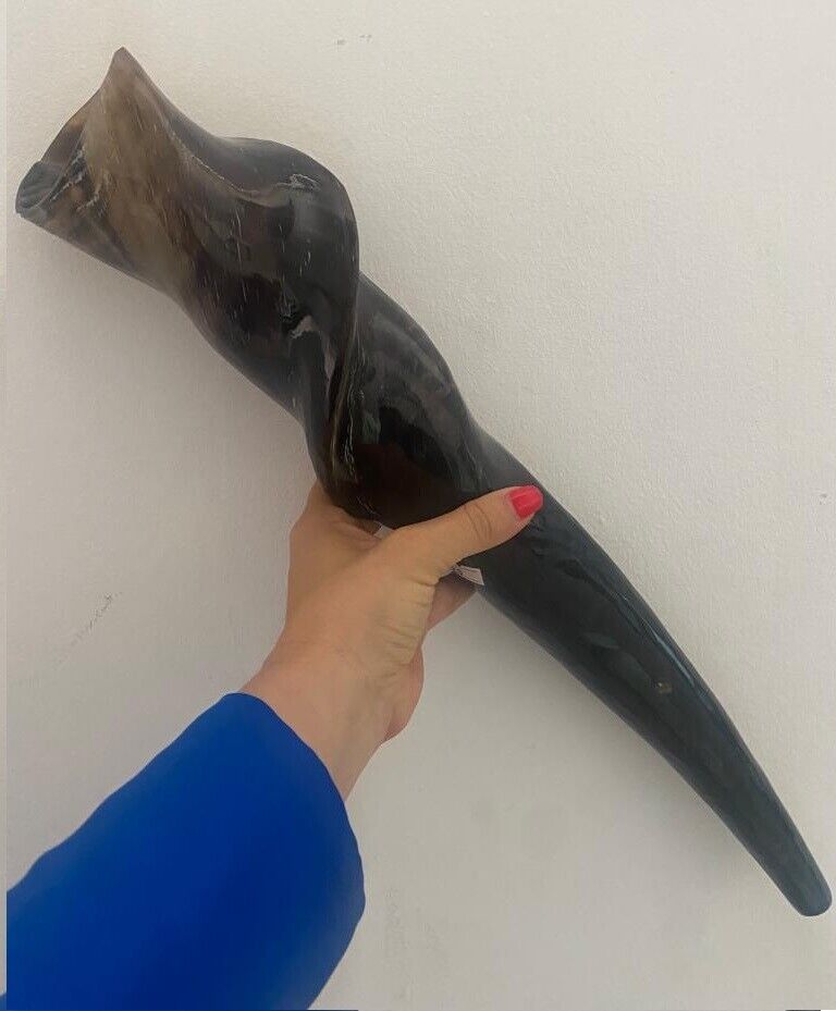 Huge Polished  Eland Horn Shofar  20\'\' (50cm) Kosher From Israel   BEST PRICE