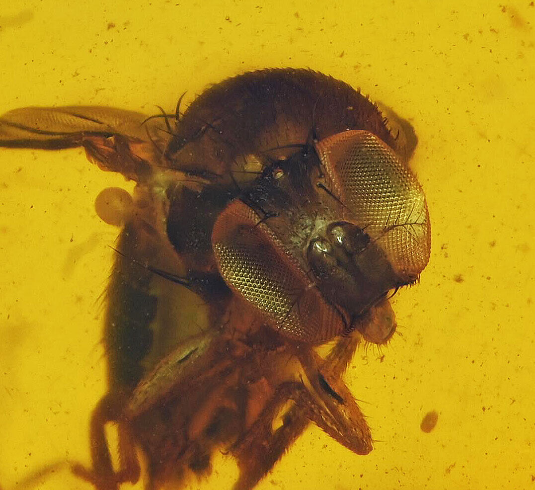 Detailed Fly caught inside resin tube, Fossil Inclusion in Dominican Amber