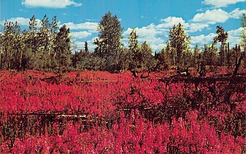 Postcard AK: Fireweed, North Pole, Alaska, 1950\'s, Chrome, Unposted