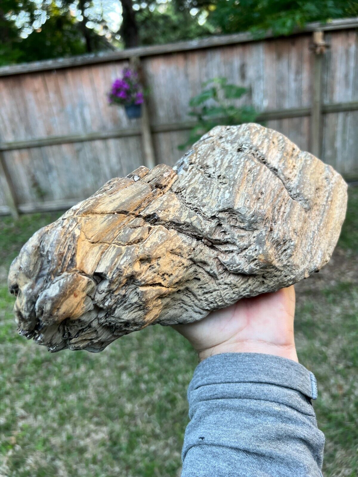 Texas Petrified Wood 10x6x3 Natural Rotted Detailed Log Piece Manning Formation