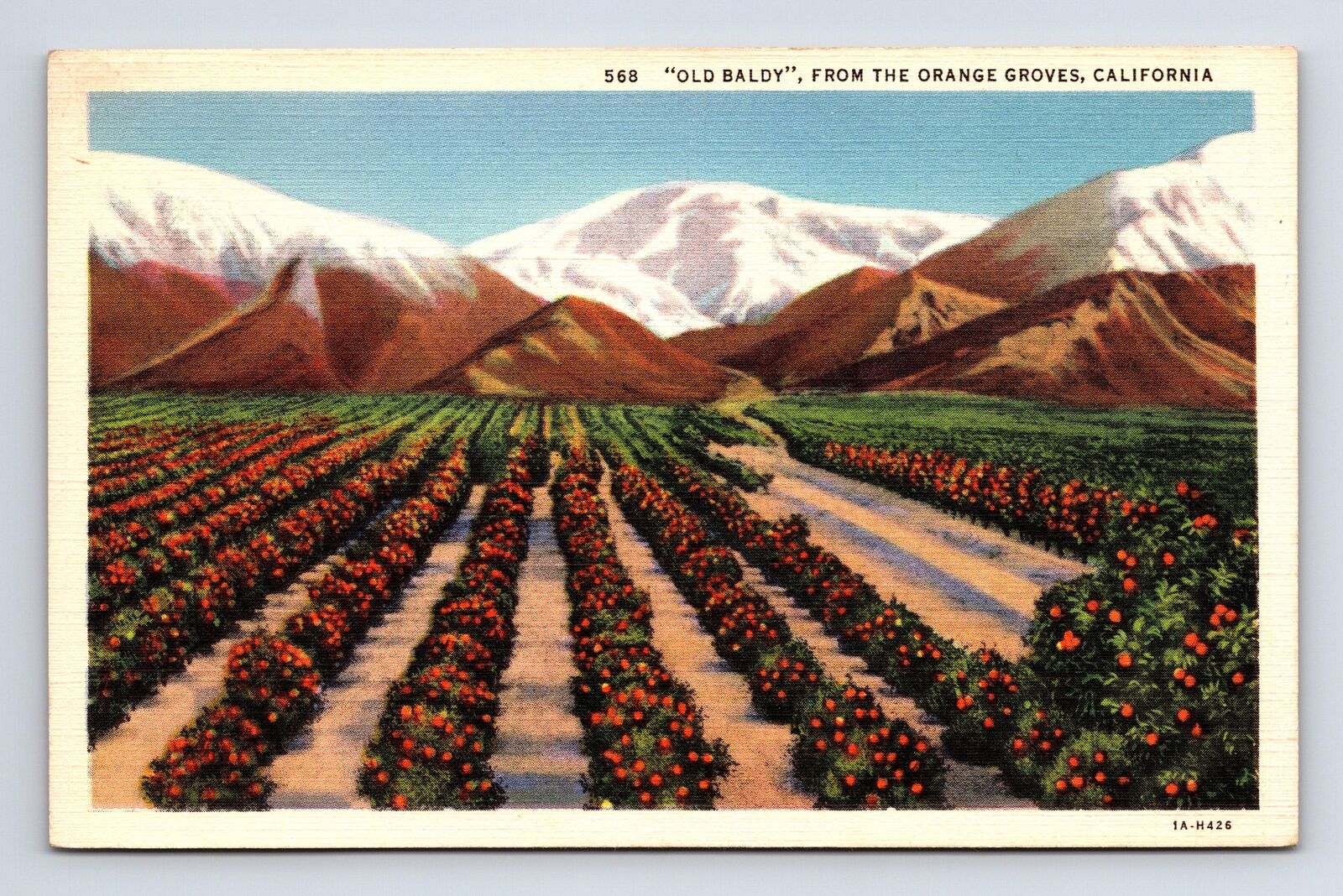 c1931 Orange Groves at Old Baldy Mountain California CA Linen Postcard