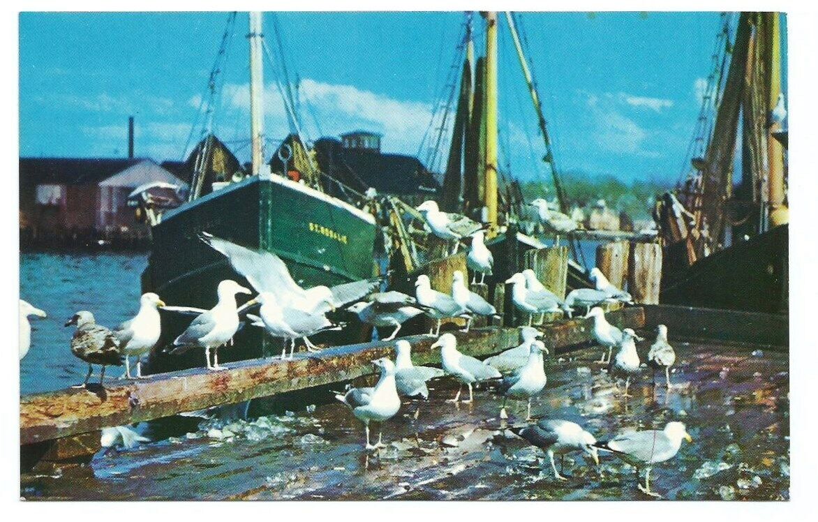 Sea Gulls New England Postcard Vintage