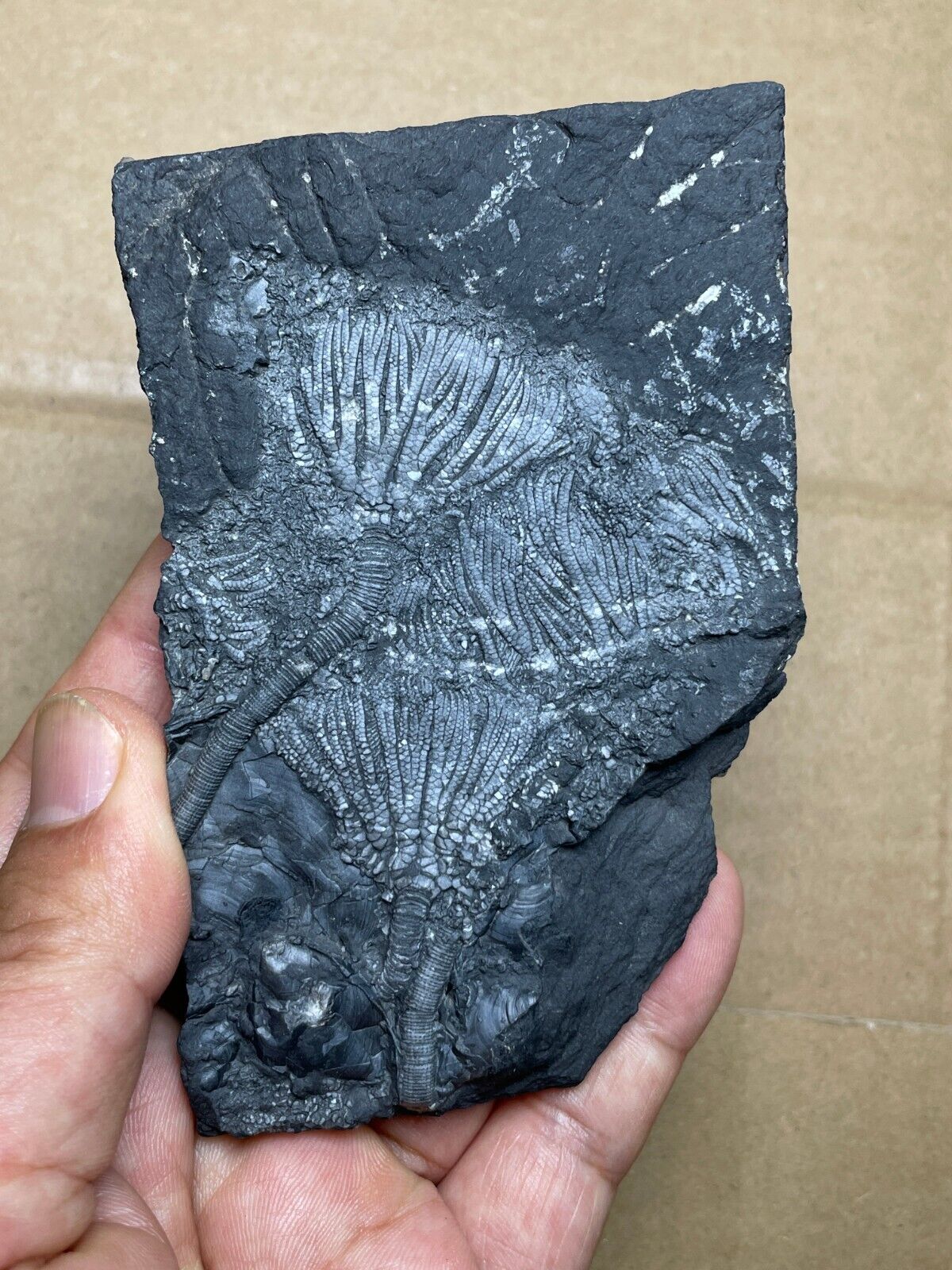 178g Triassic Natural crinoid specimen Geologic rock