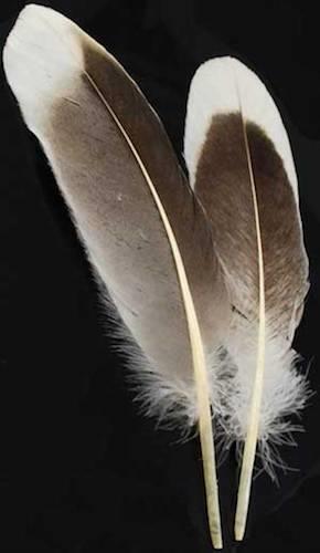 Two Natural Gray Goose Feathers for Quills or Smudging