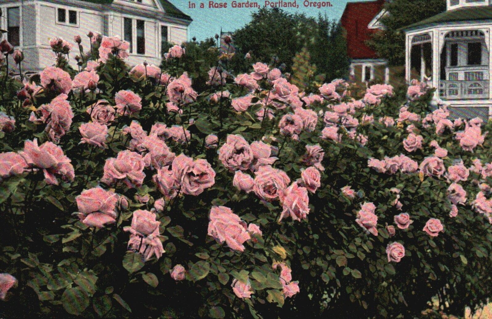 Postcard OR Portland Oregon In a Rose Garden Divided Back Vintage PC H7868