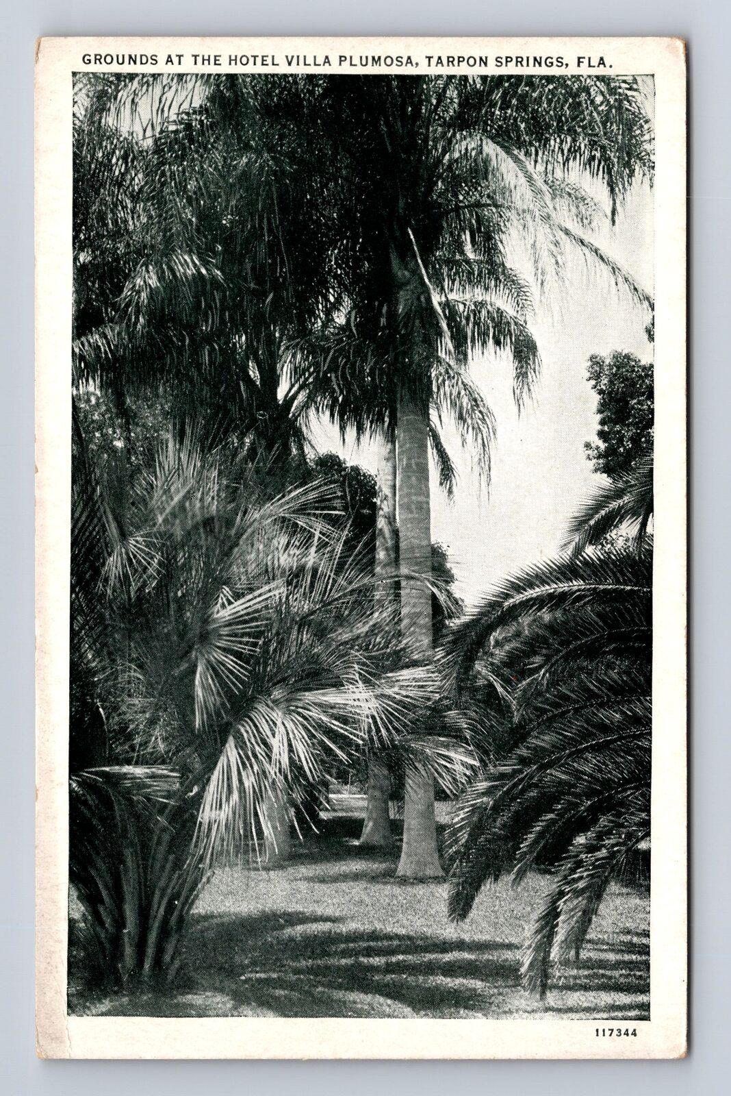 Tarpon Springs FL-Florida, Hotel Villa Plumosa, Advertising, Vintage Postcard