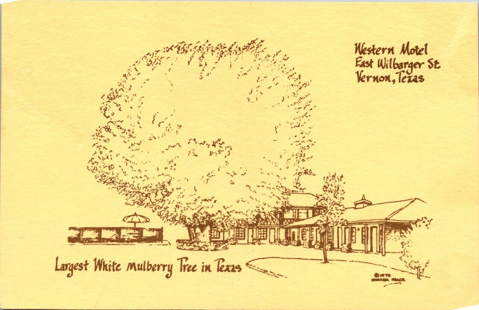Vernon Texas Western Motel Largest White Mulberry Tree Unusual Color Postcard 6H