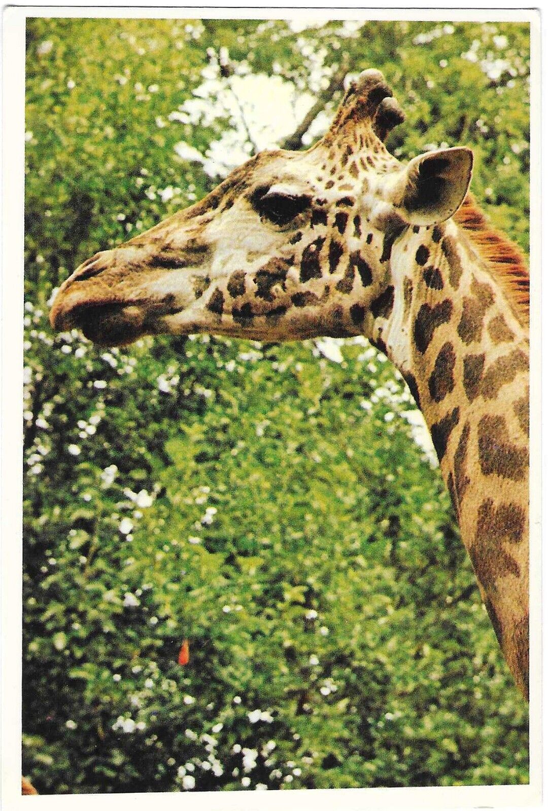 Vintage Washington Animal Chrome Postcard Silberne Giraffe Exotic National Zoo