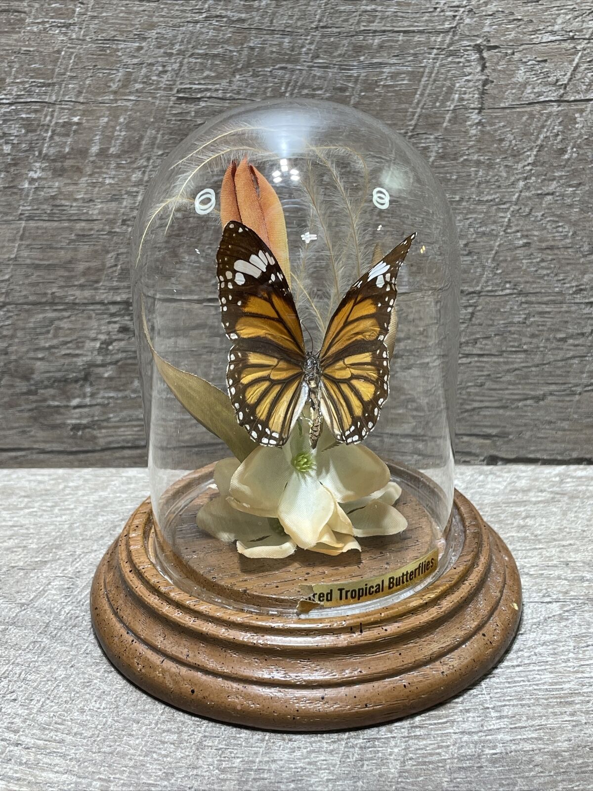 Vintage Real Butterfly Display Taxidermy Mounted Glass Dome Flowers Gerhard & Co