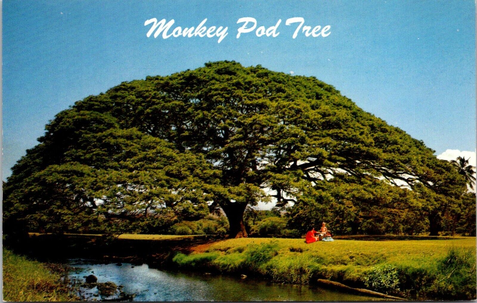 Monkey Pod Tree Hawaii Islands Perfect Shaped Hardwood Postcard