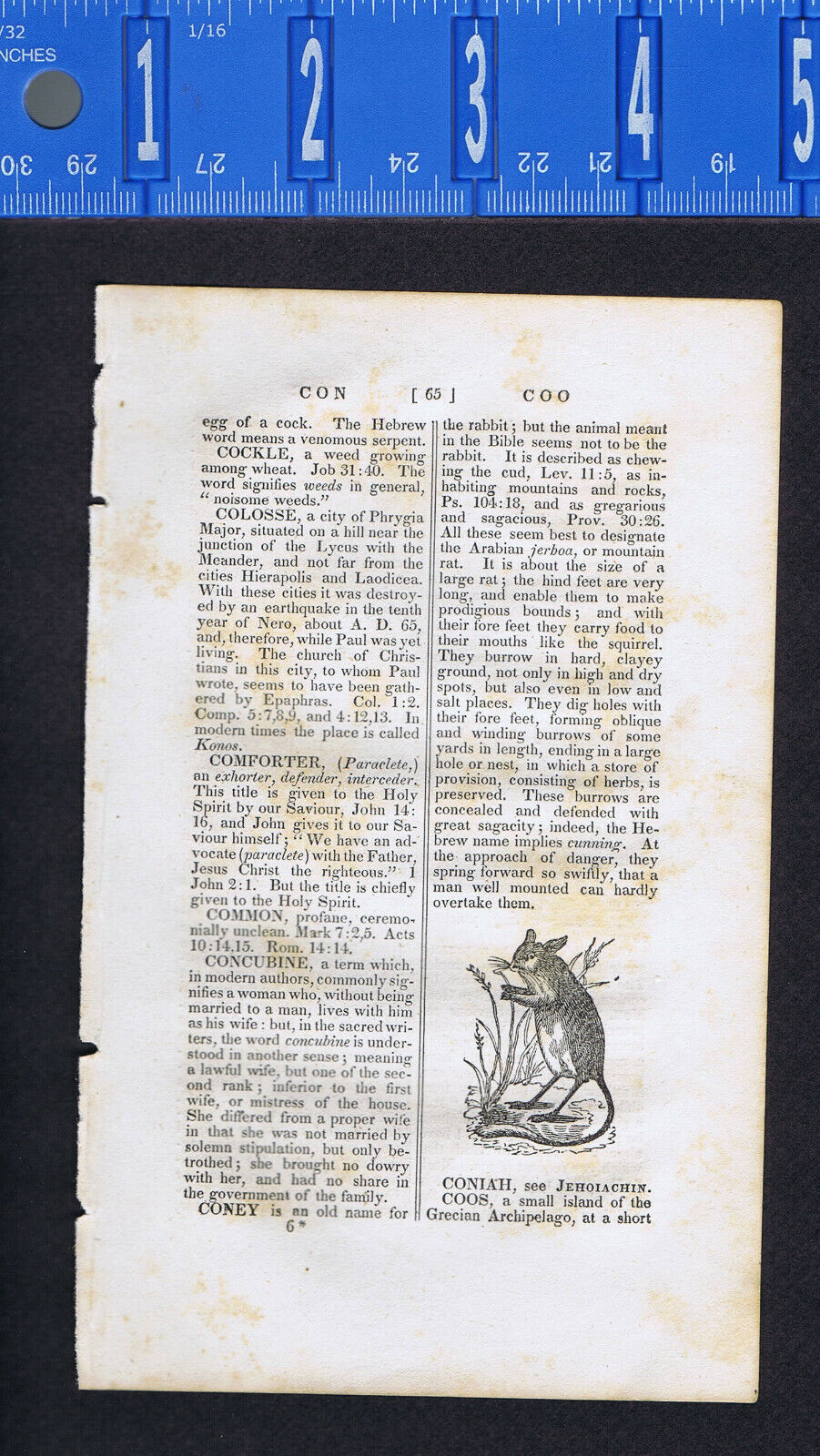 1833 Biblical Description of a Coney, Arabian Jerboa or Mountain Rat - Engraving