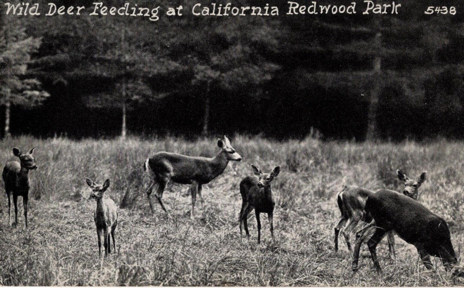 Lot of 4 Deer photo postcards - Leonard Borman\'s reference material
