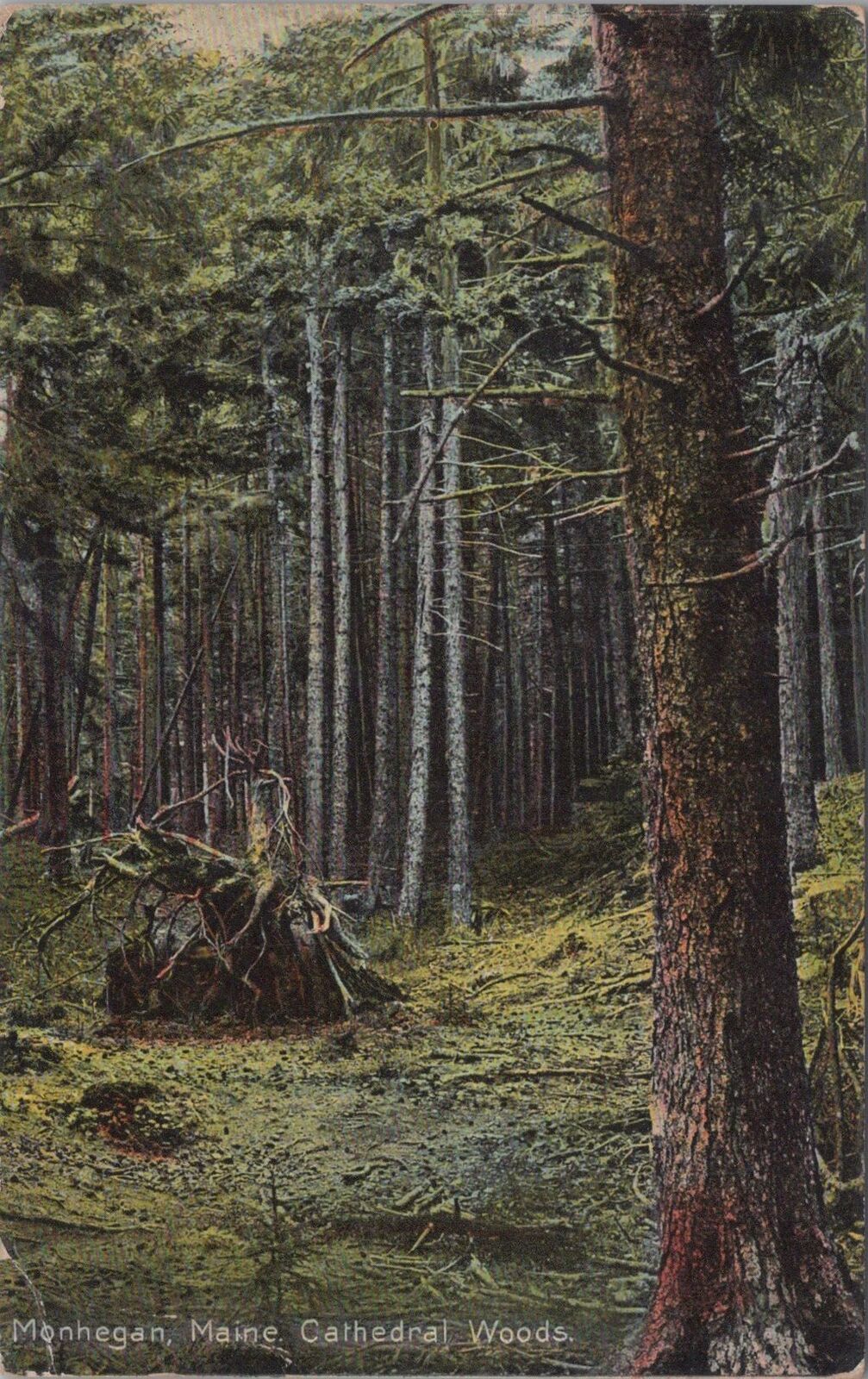 Cathedral Woods Monhegan Maine 1912 Postcard