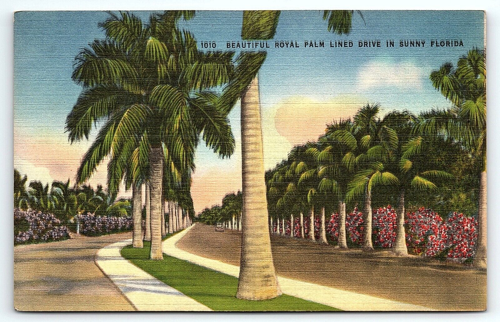 1940s BEAUTIFUL ROYAL PALM LINED DRIVE IN SUNNY FLORIDA LINEN POSTCARD P5323