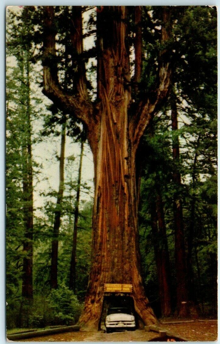 Postcard - Chandelier Drive-Thru Tree, Leggett, California