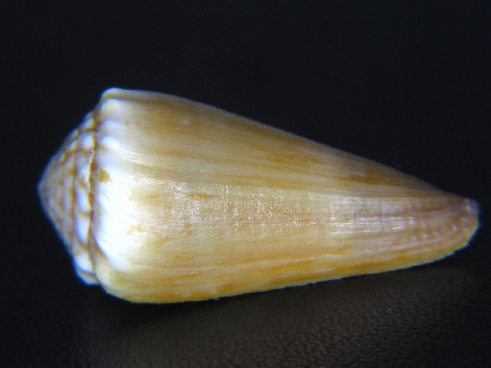 CONUS MORELETI: RARE HAW'N FORM @ 33.33MM RARELY OFFERED-ONE OF MY VERY BEST