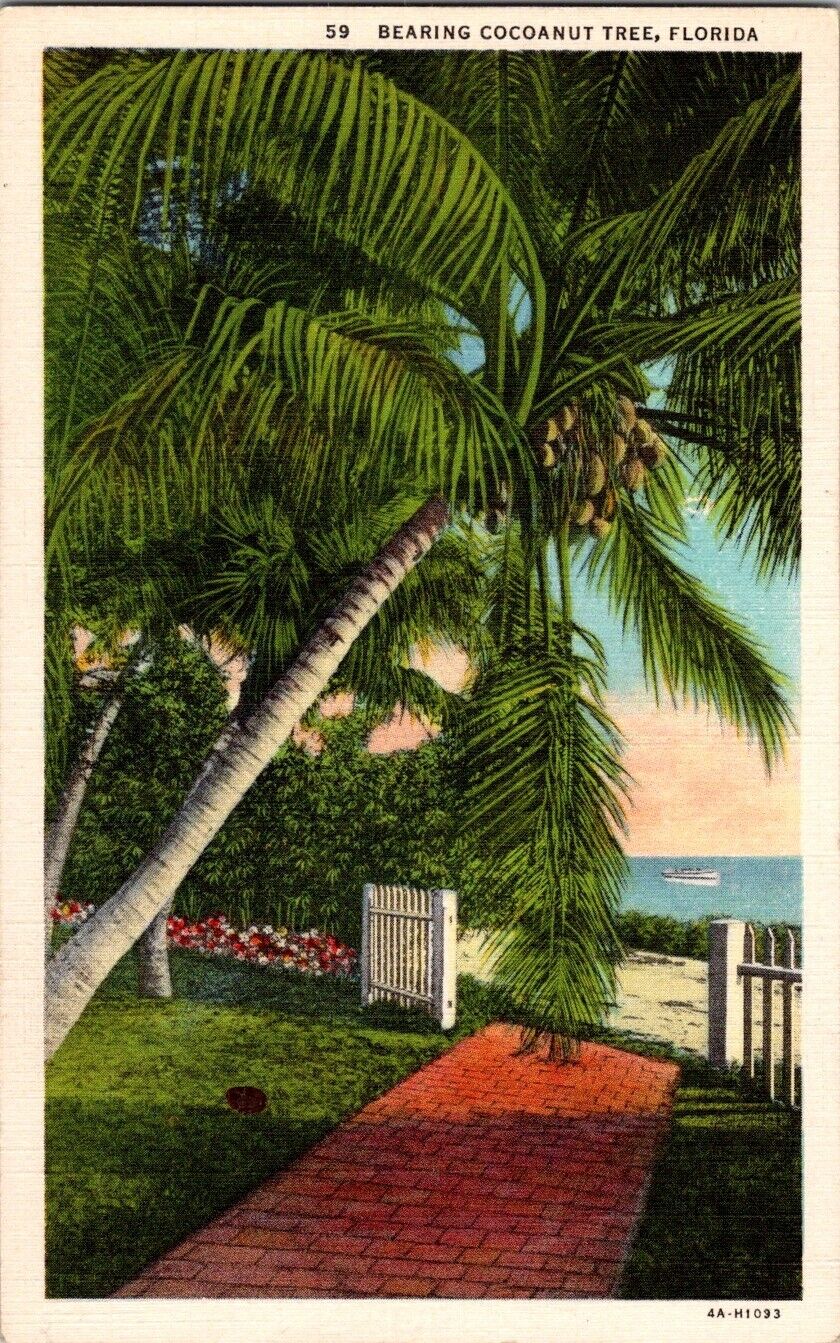 Miami FL-Florida Bearing Cocoanut Tree Scenic View Vintage Postcard