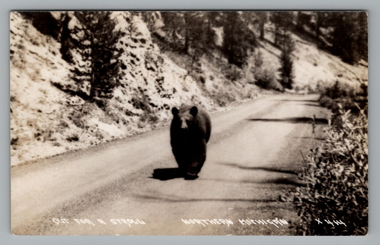 Postcard RPPC Large Black Bear Strolling Down Road in Northern Michigan c1925-42