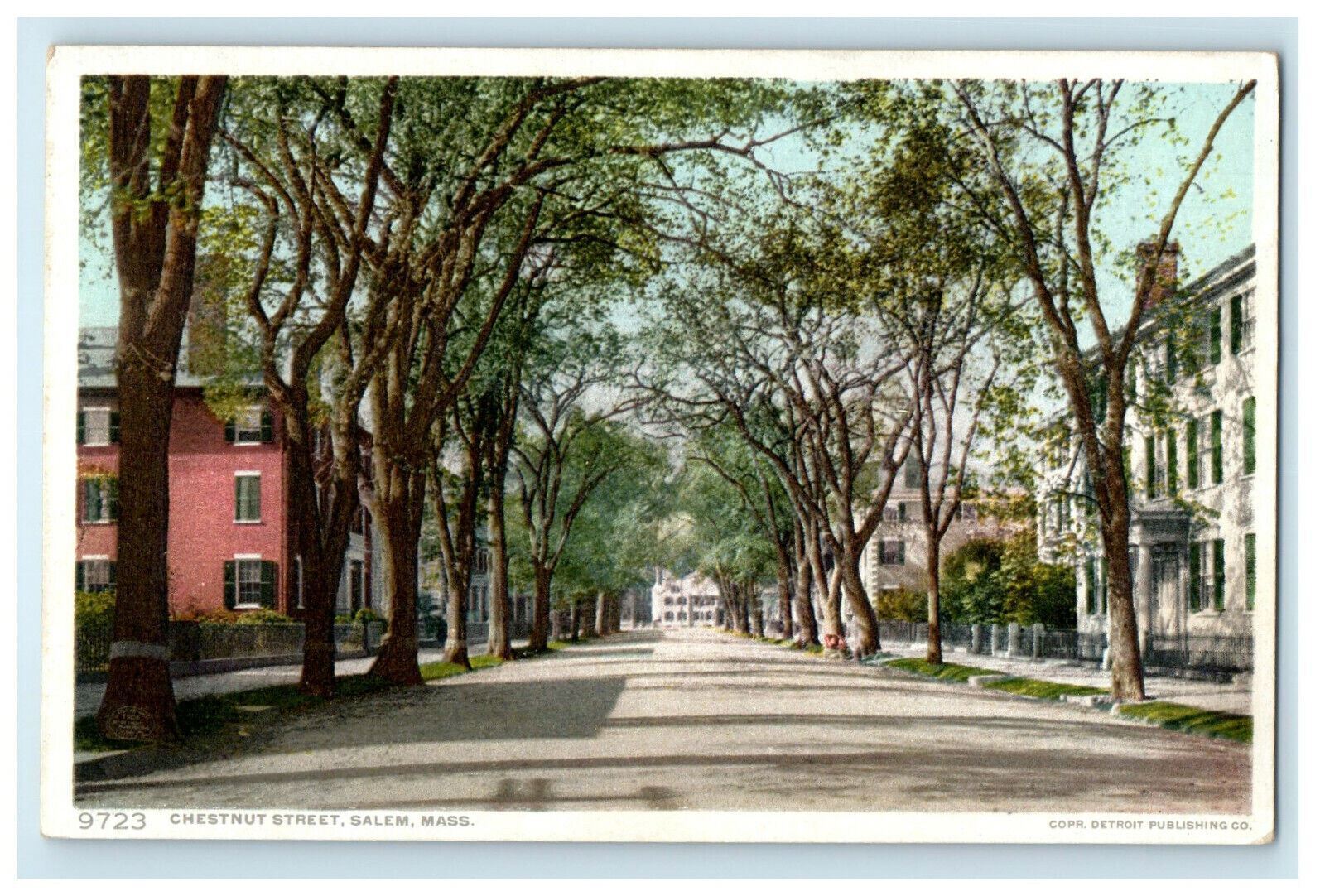 c1910s Trees View, Chestnut Street, Salem Massachusetts MA Postcard